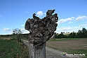 VBS_5332 - La solita strada... il grano da crescere, i campi da arare...